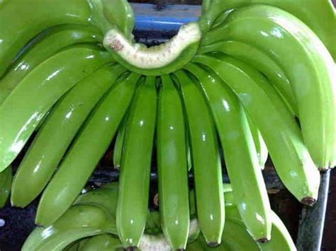 Fresh Green Cavendish Bananasid9730158 Buy Thailand Fresh Green