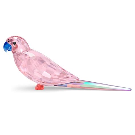 Pink Budgie Parakeet Ph