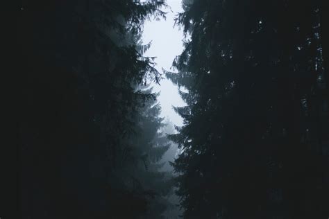 Free Images Tree Forest Light Sky Fog Night Sunlight