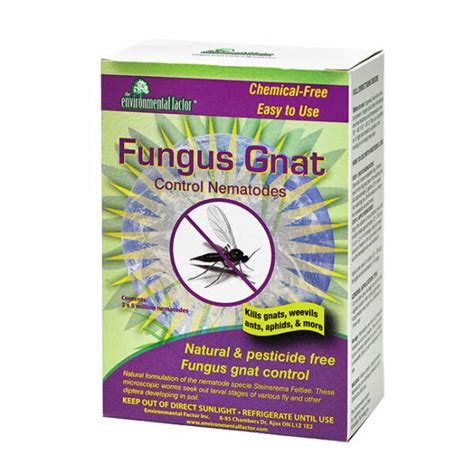 Fungus Gnat Control Nematodes The Environmental Factor