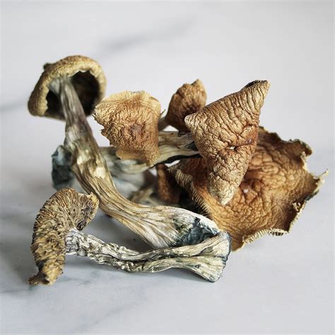 Buy Psilocybin Magic Mushroom Online In Oregon