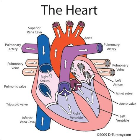 Pin By Redactedrmabfgy On Nursing Heart Diagram Human Heart Diagram