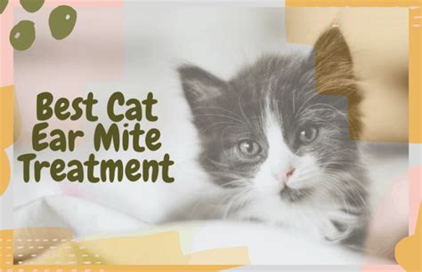 Best Cat Ear Mite Treatment Oliveknows