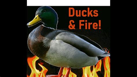 Ducks And Fire Youtube