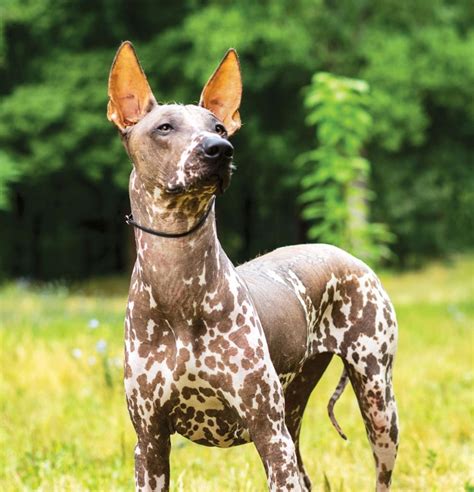Xoloitzcuintli Price The Costs Of Owning A Unique Breed