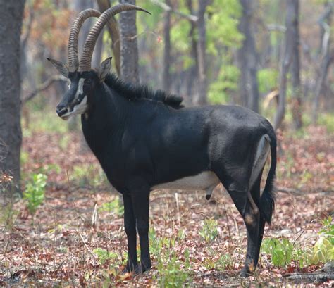 The Giant Sable Antelope Home In Wooded Savannah Areas Of East Africa