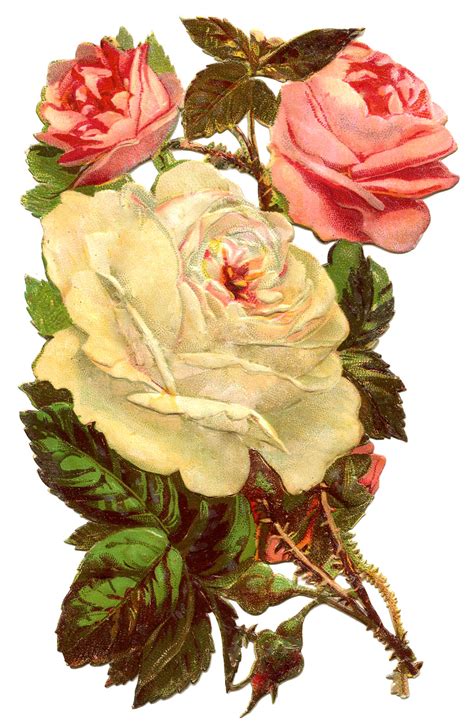 Old World Roses Clipart 20 Free Cliparts Download Images On