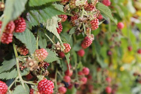 Free Images Tree Nature Fruit Berry Flower Bush Food Red