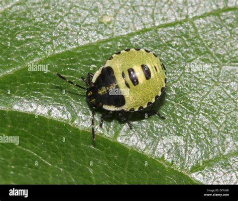 Close Up Of A Nimph Of The Green Shield Bug Palomena Prasina Posing