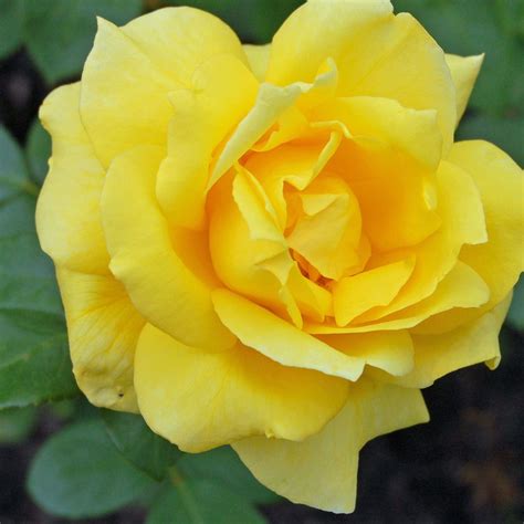 Rose Sunblest Hybrid Tea Shrub Rose Garden Plants