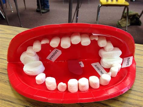 Model Mouth With Marshmallows And Labels For Types Of Teeth Stem For