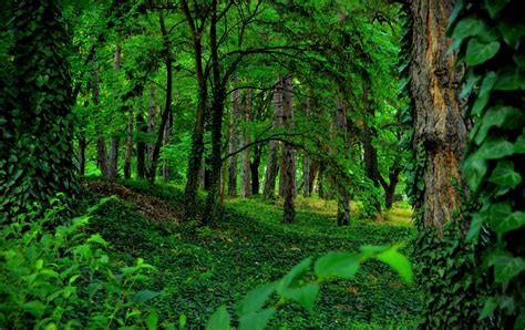 Download Ivy Greenery Nature Forest Hd Wallpaper