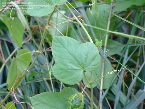 Plant Identification Closed Climbing Vine With Gorgeous Flower Id