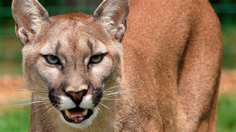 ¿cómo Atacan 🏹 Los Pumas A Sus Presas Animales Salvajes Youtube