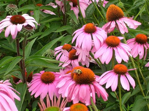 How To Grow Echinacea Growing And Caring For Echinacea