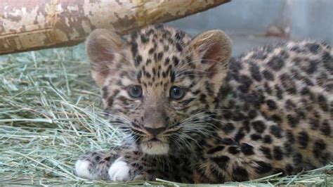 After Public Vote Hogle Zoo Announces Name Of Baby Leopard Kutv
