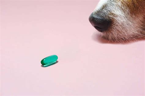 Gabapentin For Dogs Uses And Dosage