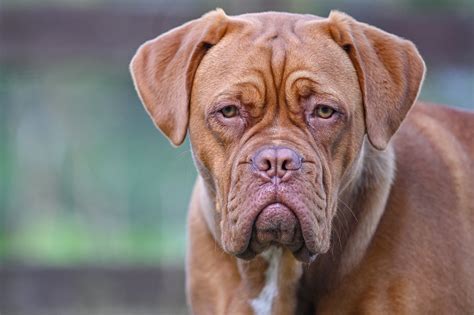 Any dog, no matter how nice, can develop obnoxious levels of barking, digging, countersurfing and other undesirable behaviors if he is bored, untrained or unsupervised. Dogue de Bordeaux : Origine, caractère, santé, couleur ...