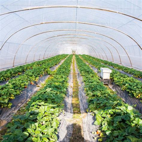 Plant supports can help to keep fruit or flowers off the ground to ensure they get the nutrients they need to grow and. Jual Garden Poly Tunnel Greenhouse Foldable Plants Metal ...