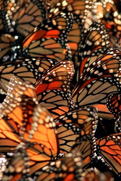 The monarch butterfly is the most beautiful and interesting creature in the insect world, and its migration is a source of fascination for many. MARIPOSA MONARCA in 2020 | Butterfly wallpaper, Monarch ...