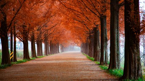 Download Autumn Trees Beautiful Pathway Misty Morning Nature