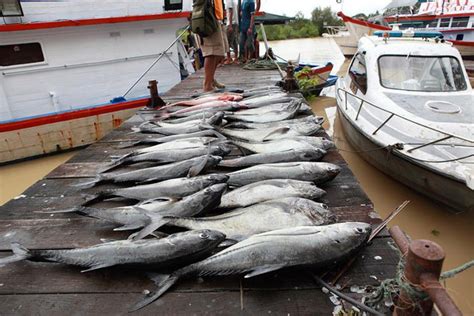 Ikan rambai, cupak, putih, cermin, demudok, demudok cermin bahasa indonesia: Fishing in Malaysia: The Indonesia Kamikaze fishing club ...