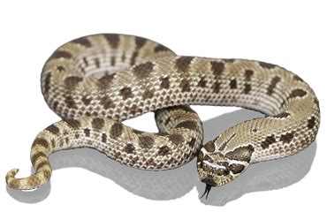 Available Western hognose snakes. Here you can find our Hognose snakes / Heterodon nasicus ...