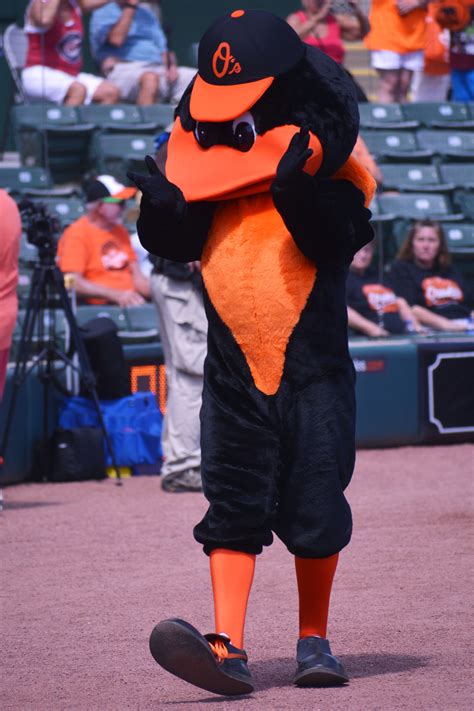 Baltimore Orioles Spring Training Tickets On Sale Saturday Your Observer