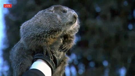 There has been only one punxsutawney phil. Groundhog Day 2018: Punxsutawney Phil sees shadow, six ...