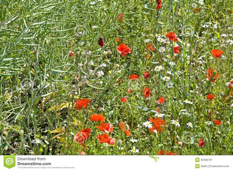 Spring Meadow Stock Image Image Of Camomile Decoration 30499781
