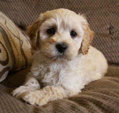 You should also pick up this interactive puzzle toy to keep your pup active indoors! gorgeous cockapoo puppy : Puppies for Sale : Dogs for sale ...