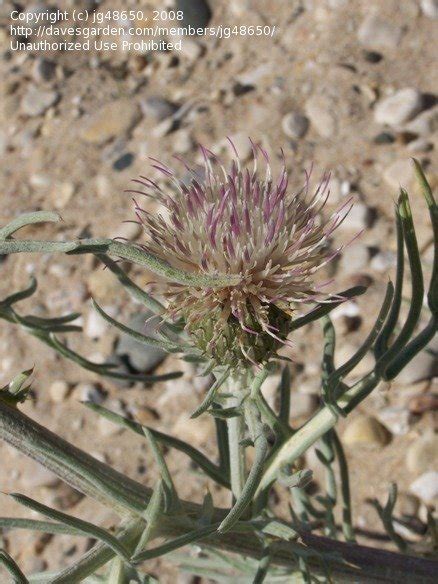 Plantfiles Pictures Pitchers Thistle Sand Dune Thistle Cirsium