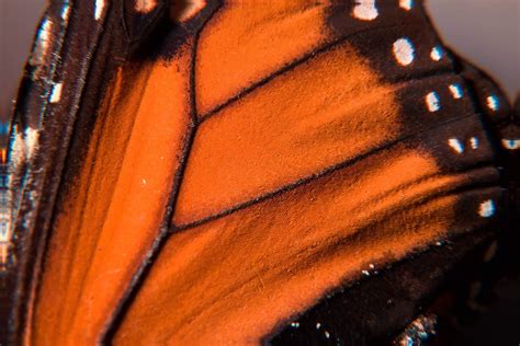 A Close Up Of A Monarch Butterflys Wing Rpics