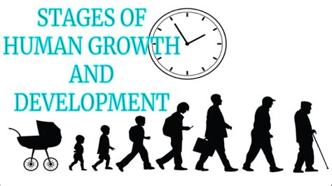 Stages Of Human Development The Complete Life Cycle Of Human In