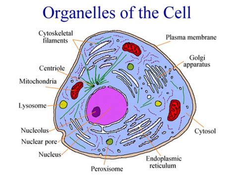 In a eukaryotic cell, ribosomes are. PPT - Contain digestive enzymes Found: Animal cells Jobs ...