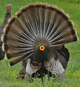 Shot Placement Is Vital When Crossbow Hunting For Turkeys Tenpoint