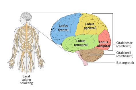 Bahagian Otak Dan Fungsinya Keltonteblack