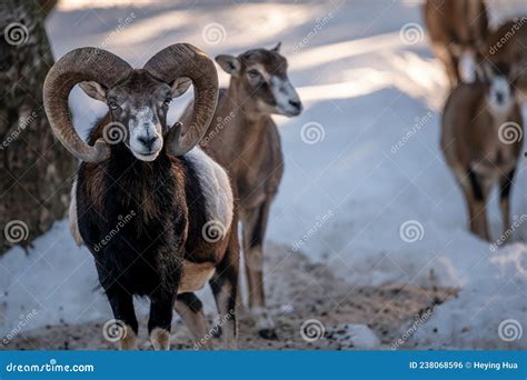 Sheep In Snow European Mouflon Of Corsica Stock Photo Image Of