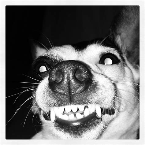 My Crazy Dog Snookie Likes To Smile To Others It Looks A Little Creepy