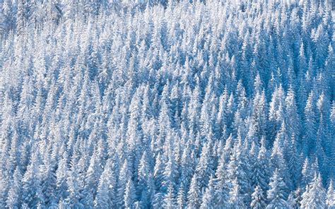 Download Wallpaper 1920x1200 Forest Snow Winter Trees Nature