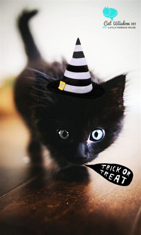 Spooktacular Official Black Cat Awareness Month Video Plus Cute Black