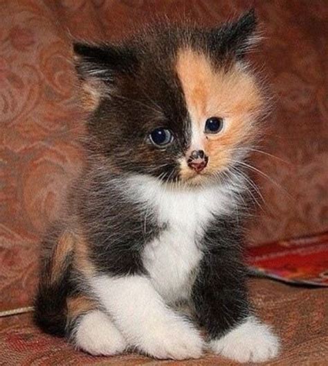 85 Best Calico Kittens Images On Pinterest Kitty Cats Cute Kittens