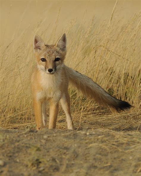 Why Are They Called A Swift Fox Nature Alberta