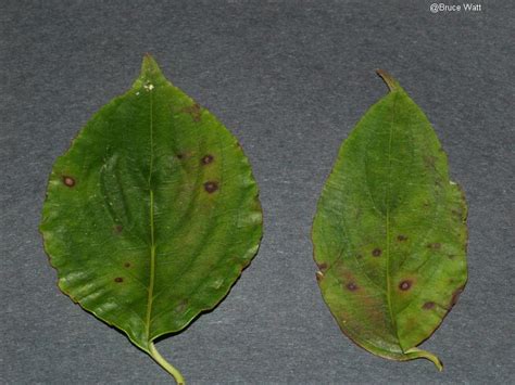 Dogwood Dogwood Anthracnose Cooperative Extension Insect Pests
