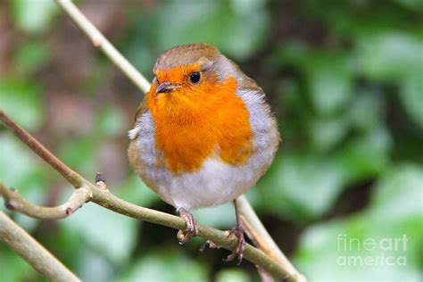 Robin Redbreast Photograph By Snaphound Photography Pixels