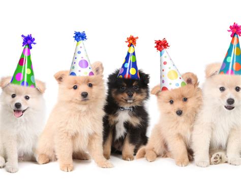 Puppies In Party Hats How To Throw The Ultimate Gotcha Party For Your