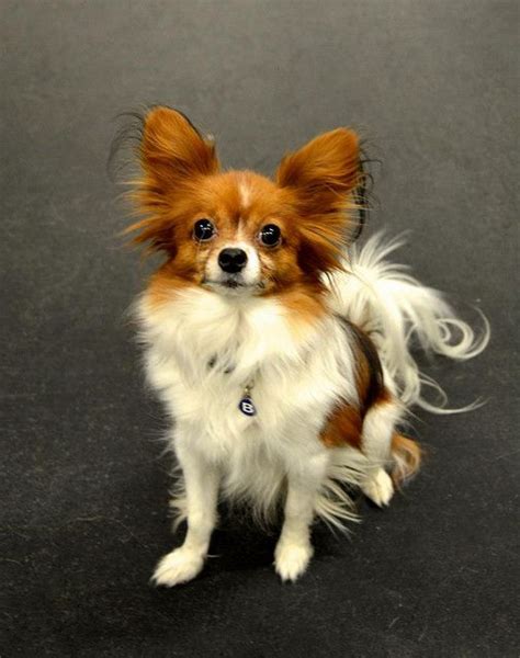 Papillon Dog Puppy Papillion Dog Chihuahua Puppies Cute Puppies