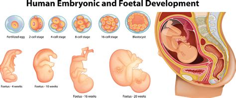 Diagram Showing Human Embryonic And Foetal Development Stock