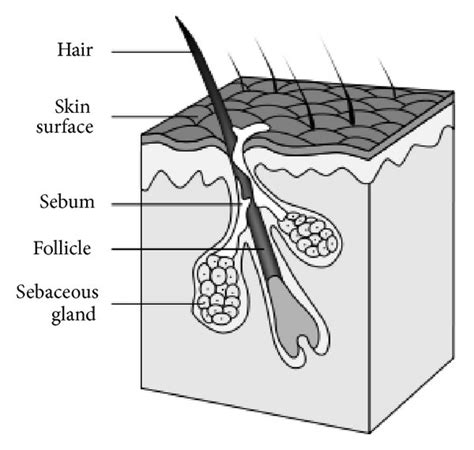 Scheme Of A Normal Pilosebaceus Unit Of Human Skin The Hair Sebum
