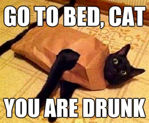 cat go home you are drunk know your meme